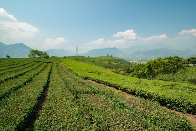 Schöne grüne Landschaft, umgeben von hohen Bergen unter dem bewölkten Himmel