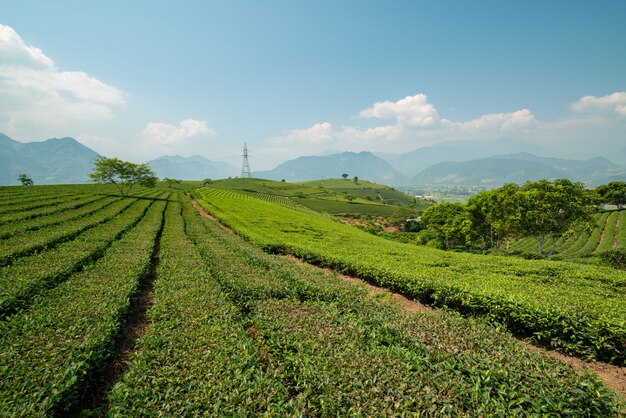 Schöne grüne Landschaft, umgeben von hohen Bergen unter dem bewölkten Himmel