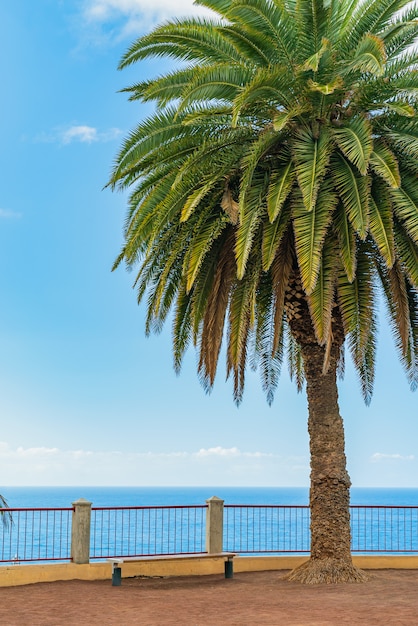 Kostenloses Foto schöne grüne palme auf einer klippe gegen den blauen sonnigen himmelhintergrund. puerto de la cruz, teneriffa, spanien