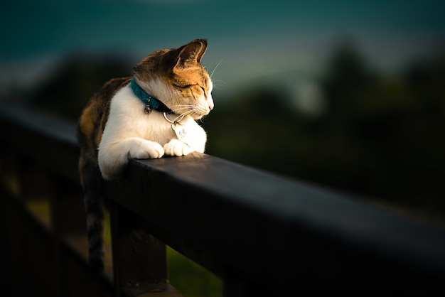 Schöne Hauskatze, die auf einem Zaun liegt