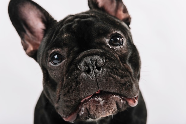 Kostenloses Foto schöne haustiere zusammensetzung mit bulldogge