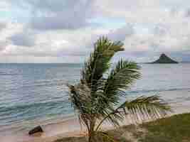 Kostenloses Foto schöne hawaii-landschaft mit ozean