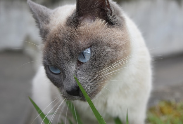 Schöne hellblaue Augen auf einer cremefarbenen und grauen Katze.