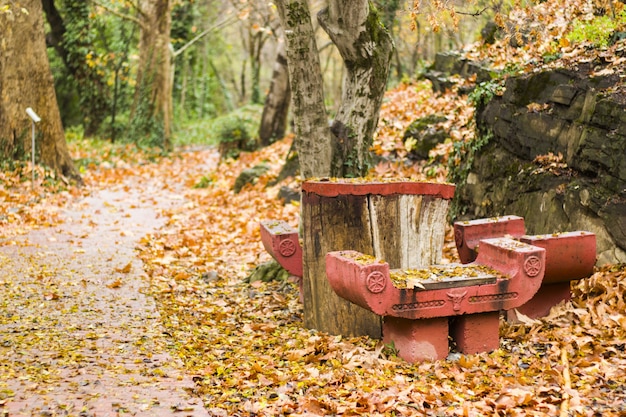 Schöne Herbstansicht des Botanischen Gartens von Tiflis