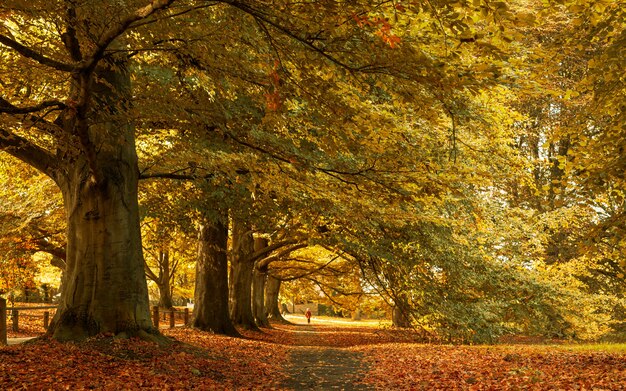 Schöne Herbstlandschaft im Park mit den gelben Blättern, die auf den Boden gefallen sind