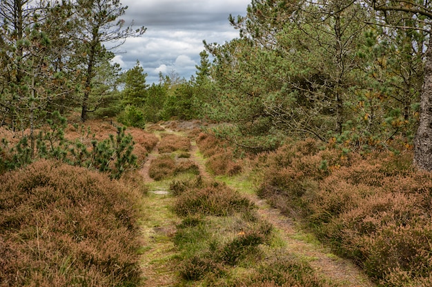 Schöne Herbstlandschaft inmitten eines Waldes mit verschiedenen Arten von braunen und grünen Pflanzen