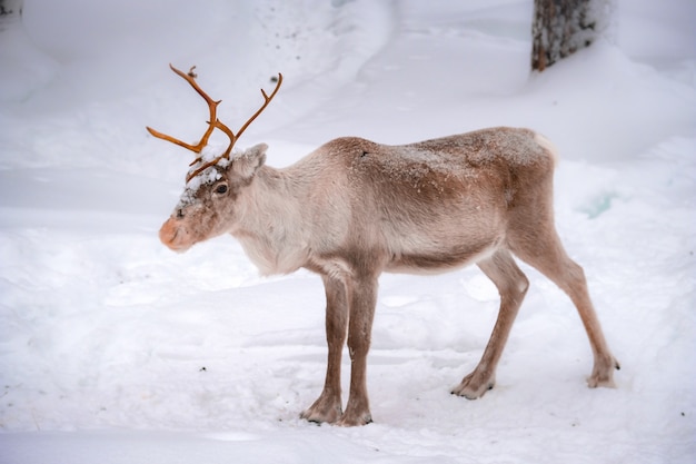 Schöne Hirsche auf dem schneebedeckten Boden im Wald im Winter