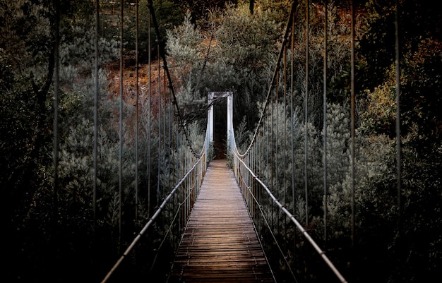 Schöne horizontale Aufnahme einer langen Brücke, umgeben von hohen Bäumen im Wald