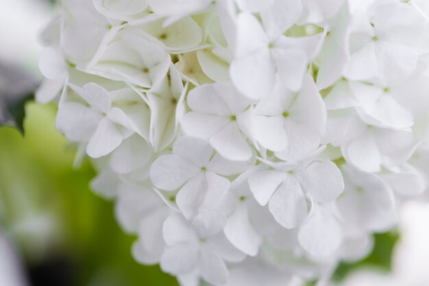 Schöne Hortensienblüte aus nächster Nähe