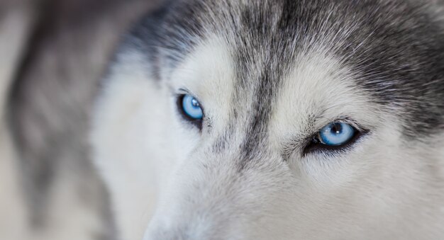 Schöne Husky mit blauen Augen