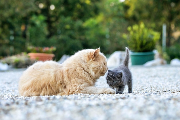 Schöne Ingwerkatze, die mit einem entzückenden grauen Kätzchen im Garten spielt