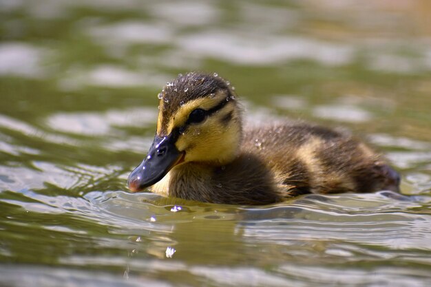 Schöne junge Ente auf der Oberfläche von einem Teich. Wild lebende Tiere an einem sonnigen Sommertag. Junger Wasservogel.