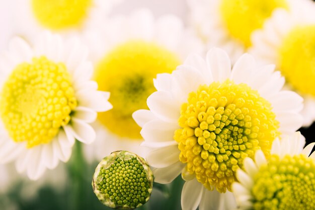 Schöne Kamillenblume und -knospe, die im Garten blüht