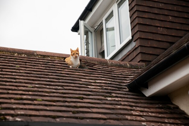 Schöne Katze auf dem Boden des Hauses