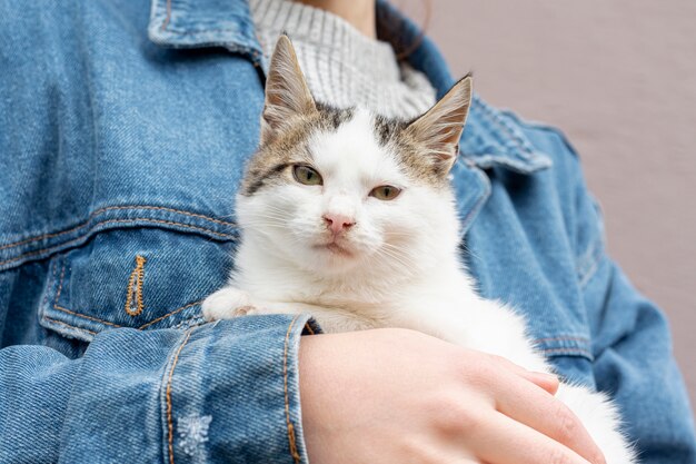 Schone Katze Der Nahaufnahme Interessiert Vom Inhaber Kostenlose Foto