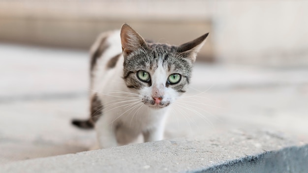 Schöne Katze, die draußen auf Pflaster sitzt