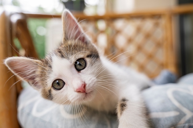 Kostenloses Foto schöne katze, die zeit draußen verbringt