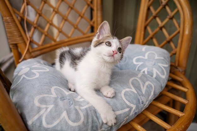 Schöne Katze, die Zeit im Freien verbringt