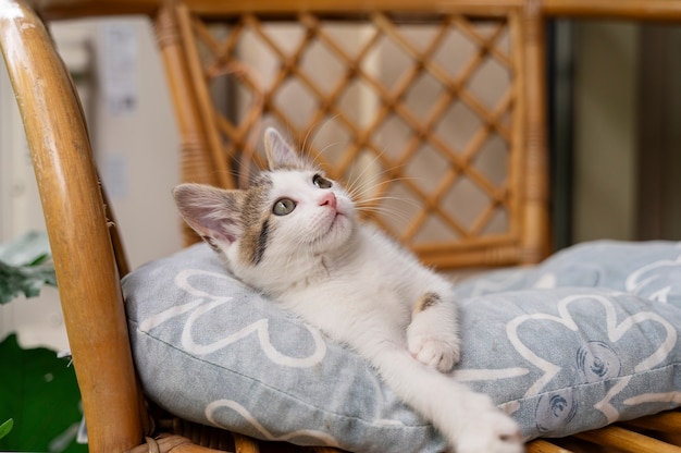 Kostenloses Foto schöne katze, die zeit im freien verbringt