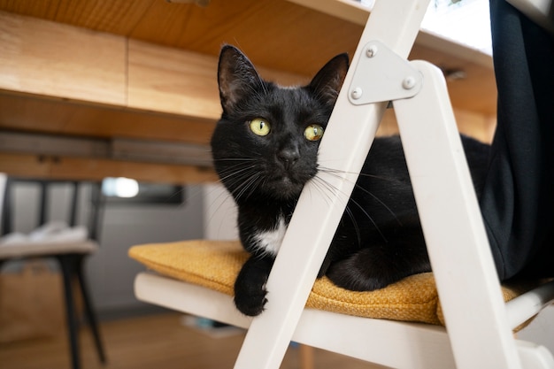 Kostenloses Foto schöne katze verbringt zeit im innenraum