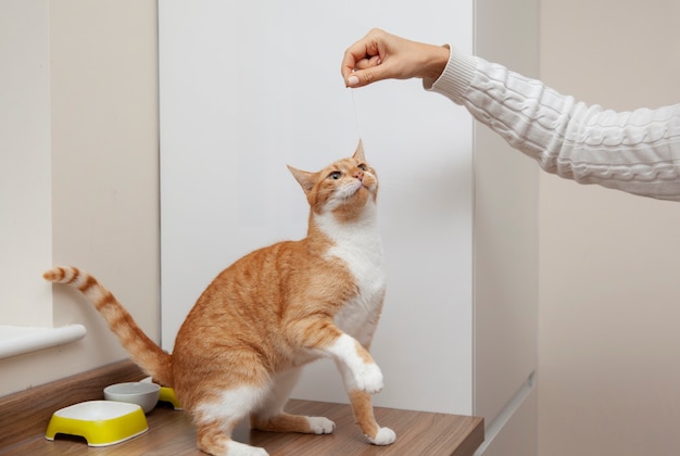 Kostenloses Foto schöne katze zu hause