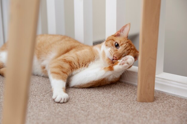 Schöne Katze zu Hause