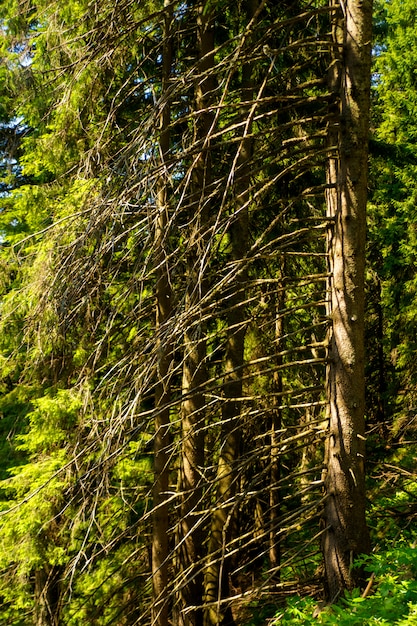 Kostenloses Foto schöne kiefer auf bergen