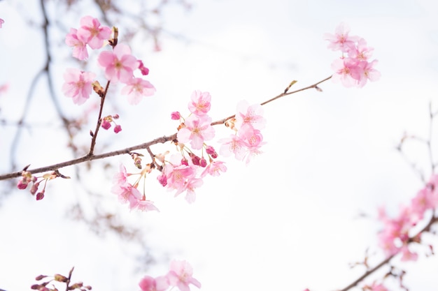 Schöne kirschblüte in matsuda, japan