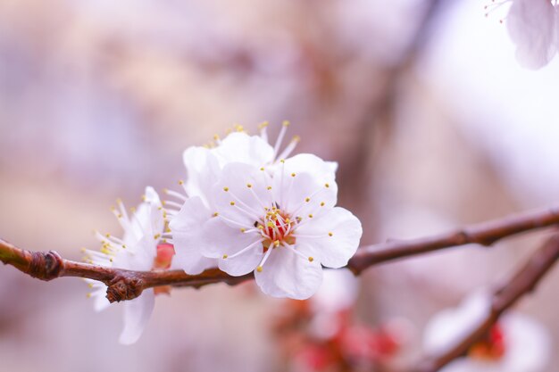 Schöne Kirschblüte