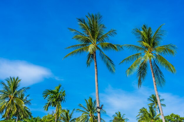 Schöne Kokospalme auf blauem Himmel