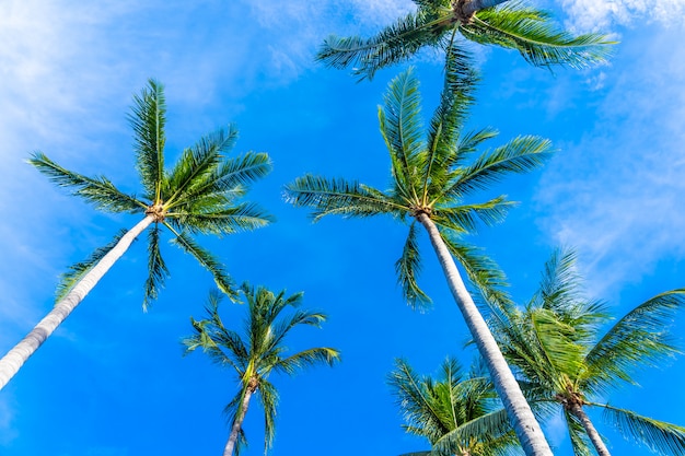 Schöne Kokospalme auf blauem Himmel