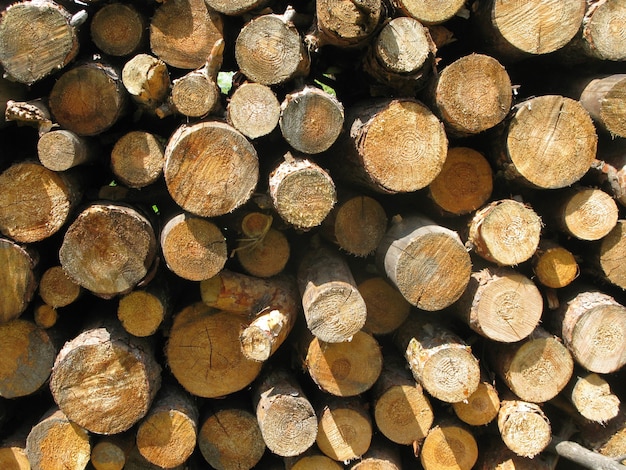 Schöne Landschaft aus Holzstämmen unter dem Sonnenlicht