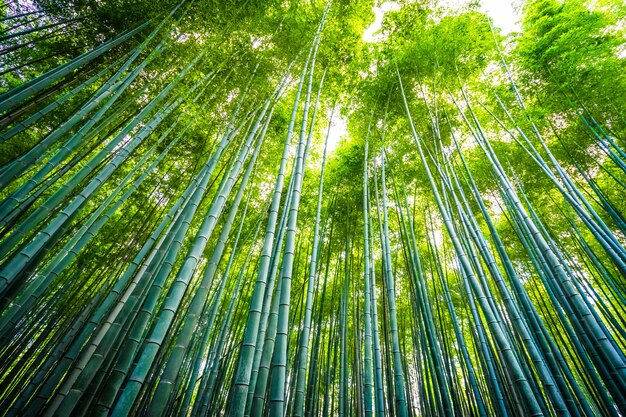 Schöne Landschaft der Bambuswaldung im Wald bei Arashiyama Kyoto