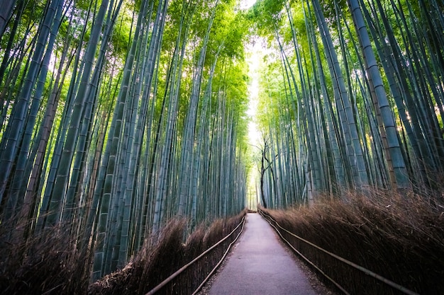 Schöne Landschaft der Bambuswaldung im Wald bei Arashiyama Kyoto