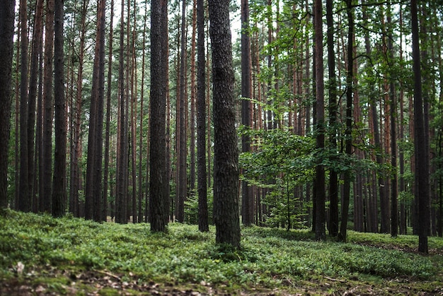 Schöne Landschaft der hohen Bäume im Wald