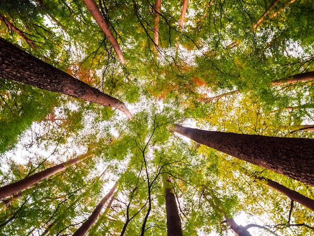 Kostenloses Foto schöne landschaft des großen baums im wald mit niedriger engelsansicht