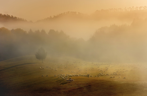 Schöne Landschaft einer Landschaft