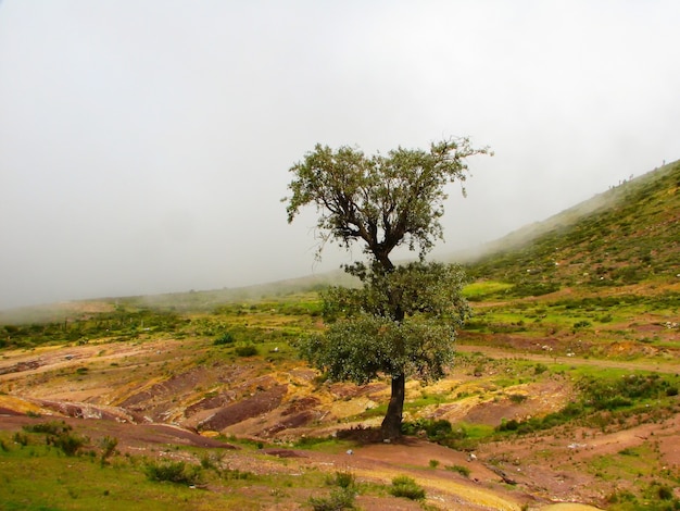 Schöne Landschaft eines einsamen Baumes in der Mitte eines leeren Feldes unter einem grauen bewölkten Himmel