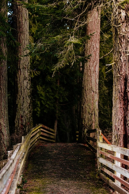 Kostenloses Foto schöne landschaft eines erstaunlichen wilden waldes