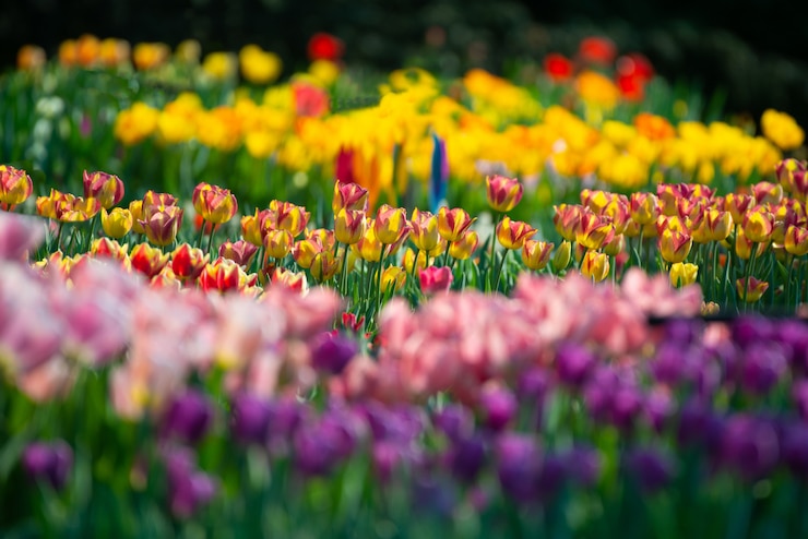 Kostenlose Foto schöne landschaft eines feldes mit bunten tulpen auf einem verschwommenen hintergrund