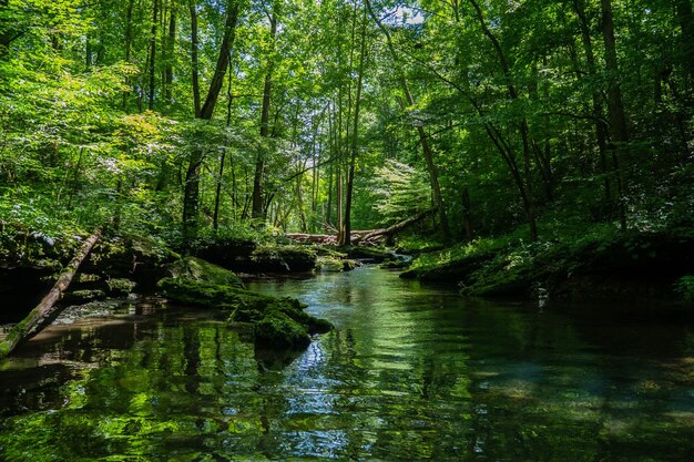 Schöne Landschaft eines Flusses, umgeben von Grün in einem Wald