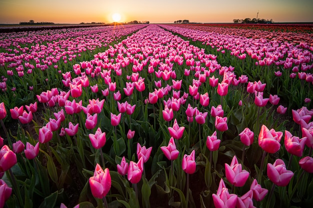 Kostenloses Foto schöne landschaft eines tulpenfeldes unter dem sonnenuntergangshimmel