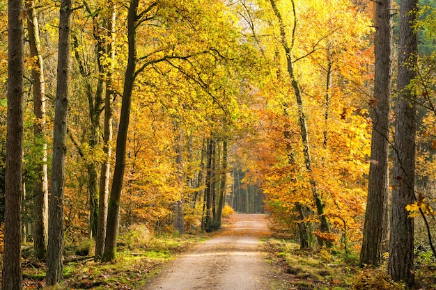 Schöne Landschaft eines von hohen Bäumen umgebenen Weges in einem Park tagsüber