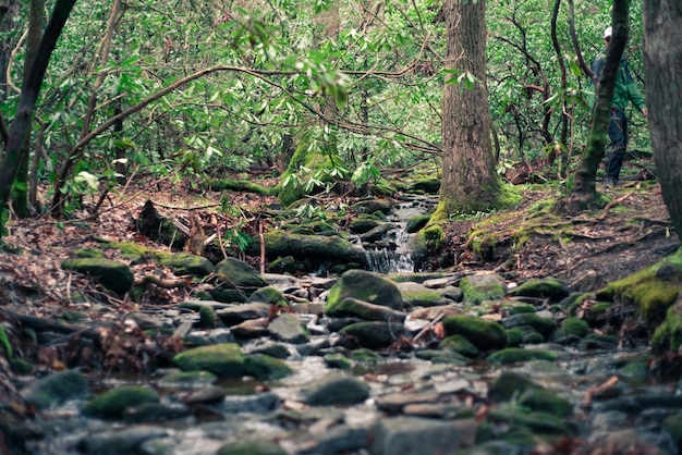 Kostenloses Foto schöne landschaft eines waldes mit einem fluss und moos auf felsen