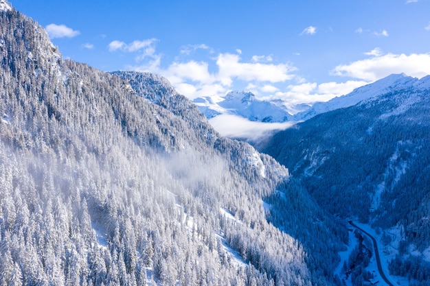 Schöne Landschaft eines Waldes mit vielen Bäumen im Winter in den Schweizer Alpen, Schweiz