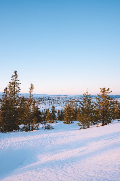 Schöne Landschaft eines Waldes mit vielen mit Schnee bedeckten Tannenbäumen in Norwegen