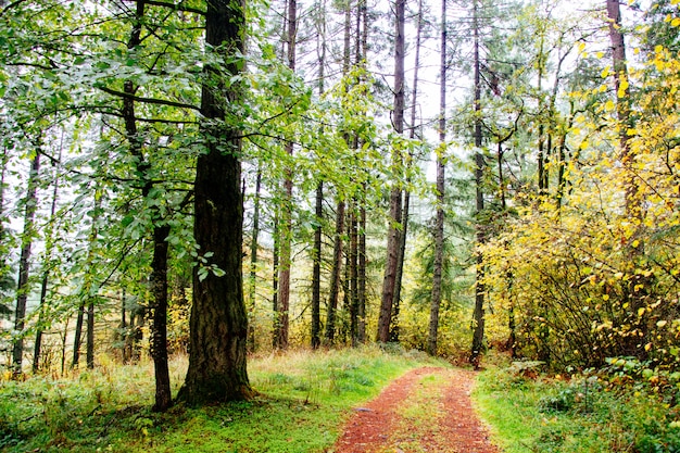 Schöne Landschaft eines Waldes