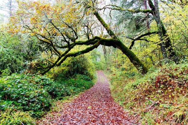 Schöne Landschaft eines Waldes