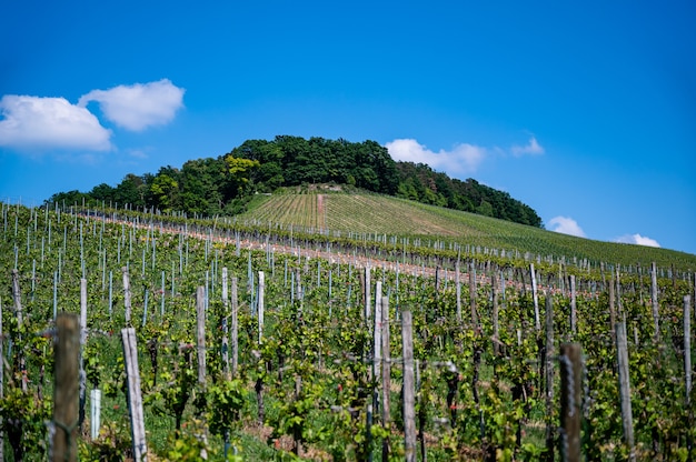 Kostenloses Foto schöne landschaft eines weinbergs unter einem klaren blauen himmel während des tages