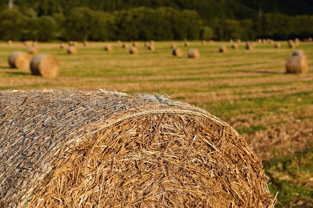 Schöne Landschaft. Heuballen in geernteten Feldern. Tschechische Republik - Europa. Agricultura